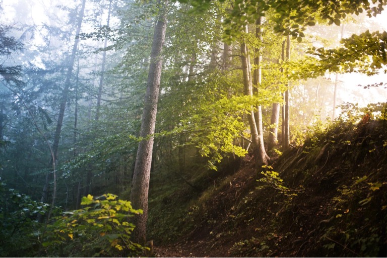 Bume leisten einen erheblichen Beitrag zum Klimaschutz. Die CDU-Fraktion mchte ihre Gesunderhaltung deshalb besonders frdern.
